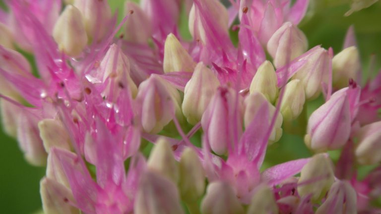 Read more about the article MIŁOŚĆ